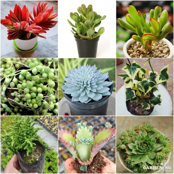 Mini Succulent combo of 9 Plants (Red campfire , Crassula arborescens , Ogre ear , String of pearls, Echeveria Blue Bird, English ivy, Crassula muscosa, Devil’s backbone , Lakshmi kamal)