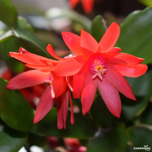 Xmas Cactus Combo Of 6