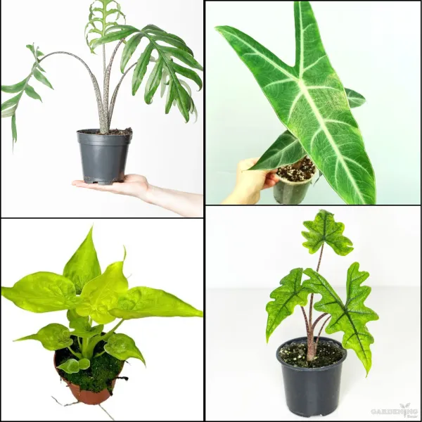 Premium Indoor Plants Combo (Brancifolio, Longiloba, Jacklyn, Cuculata)
