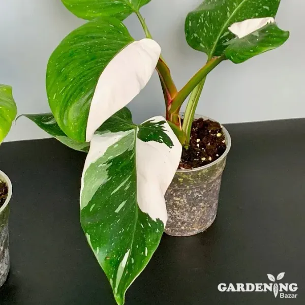 Philodendron White Princess