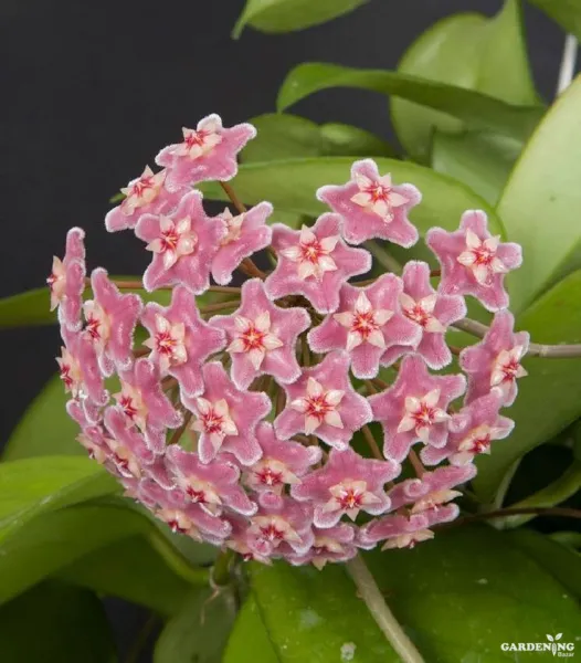 Hoya skinneriana