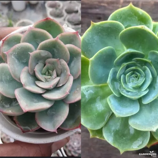 Mini succulent combo of 2 plants (Echeveria rose and Cabbage Rose (echeveria pallida)