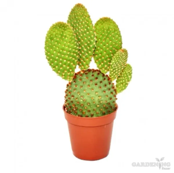 Mini Cacti Combo Of 9 Plants (Mammillaria Zeilmanniana, Echinopsis Chamaecereus, Sulcorebutia, Echinopsis Tubiflora, Fairy Castle, White Bunny Ear,  Mammillaria Elongata, Mammillaria Prolifera, Red Bunny Ear)