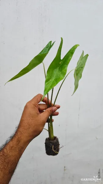 Longiloba (Aglaonema longiloba)