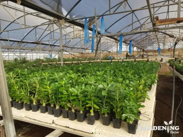 Grafted Adenium Obesum R134
