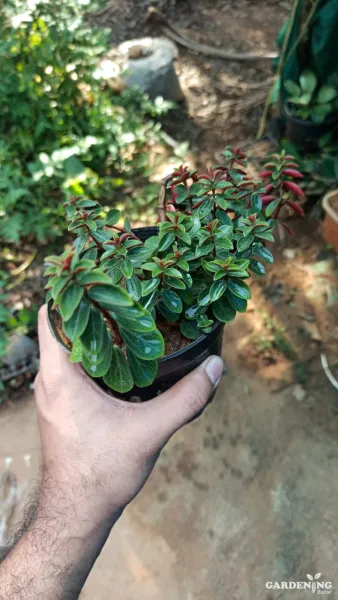 Peperomia Rubella