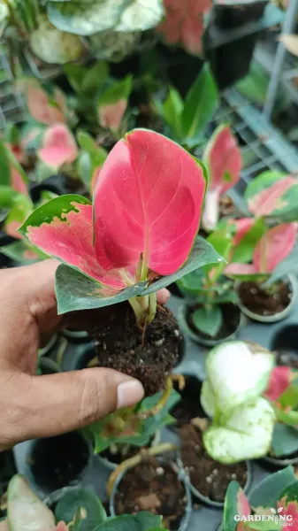 Aglaonema Thailand Red