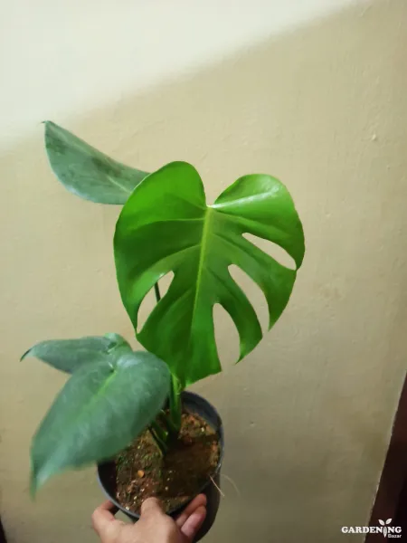 Monstera Deliciosa  (Medium Size)