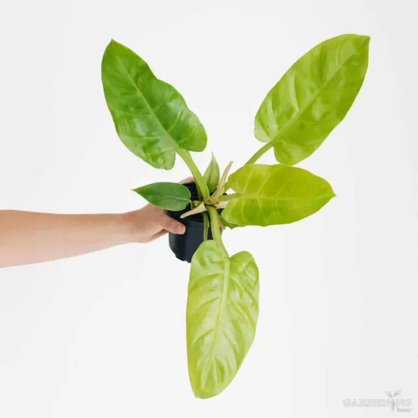 Philodendron Plant Combo Of 4 (Philodendron Meloni Golde, Syngonium White Butterfly, Philodendron Gloriousum ,  Philodendron Golden Xanandu )