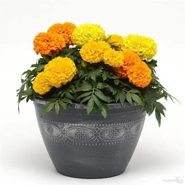 Premium Winter Flower Seeds Combo [Cineraria(10), Gazania(10), Petunia(10) & Marigold(5)]