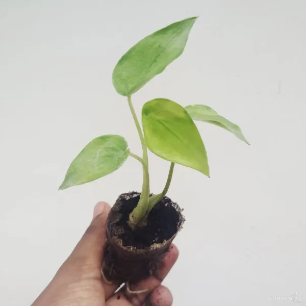 Cuculata Gold (Aglaonema cucullata ‘Gold’)