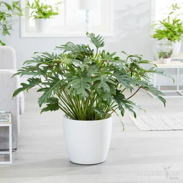 Philodendron Xanadu