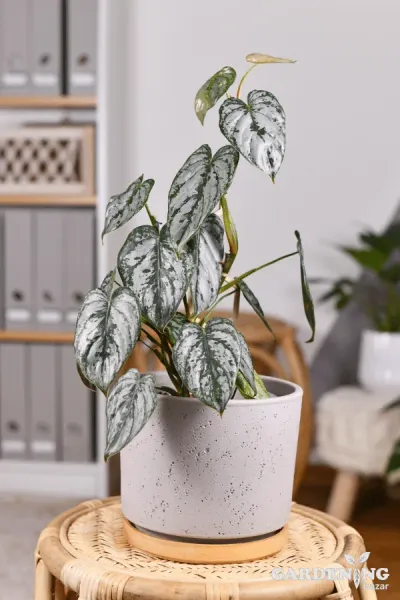 Philodendron Brandtianum