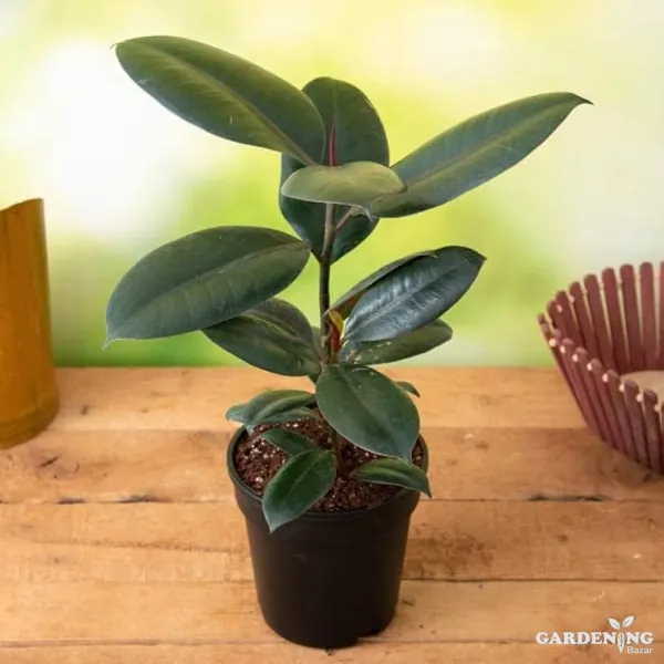 Rubber Plant Black