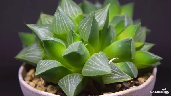 Cathedral Hindow Haworthia With 3" Pot