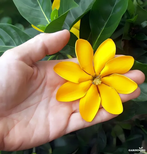 Yellow Gardenia / Gandharaja / Cape Jasmine