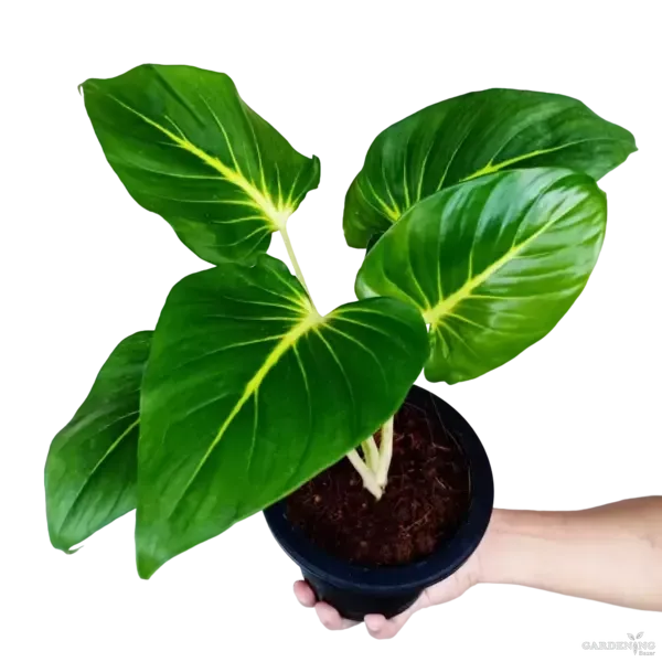 Homalomena lindenii