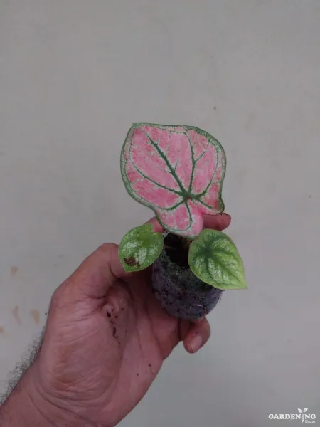 Caladium Combo of 6