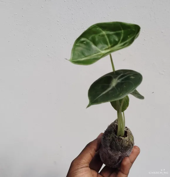 Grandis (Aglaonema grandis)