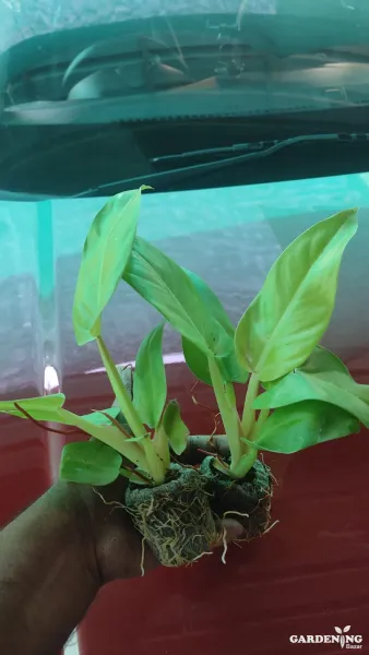 Philodendron Melinoni Golden