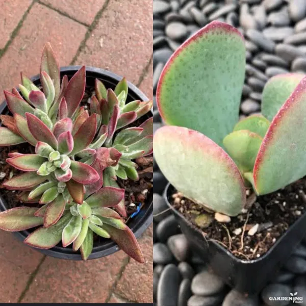 Mini Succulent Combo Of 2 Plants(crassula arborescens,Echeveria Harmsii Ruby)