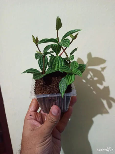 Parallel Peperomia