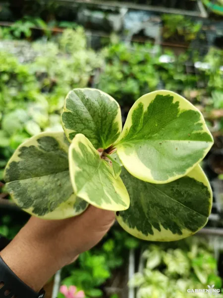 Peperomia Variegated