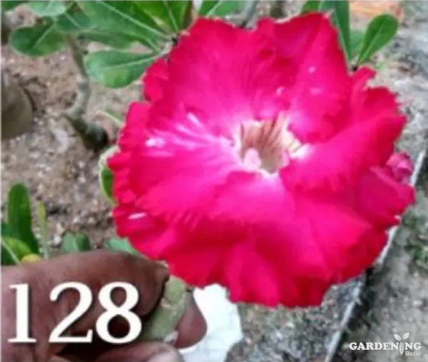 Grafted Adenium Obesum R128
