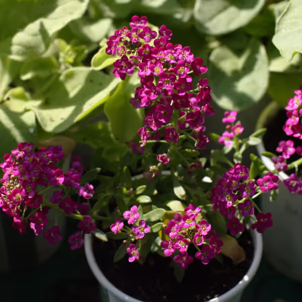 Alyssum Easter Bonnet Deep Pink Qty(10)