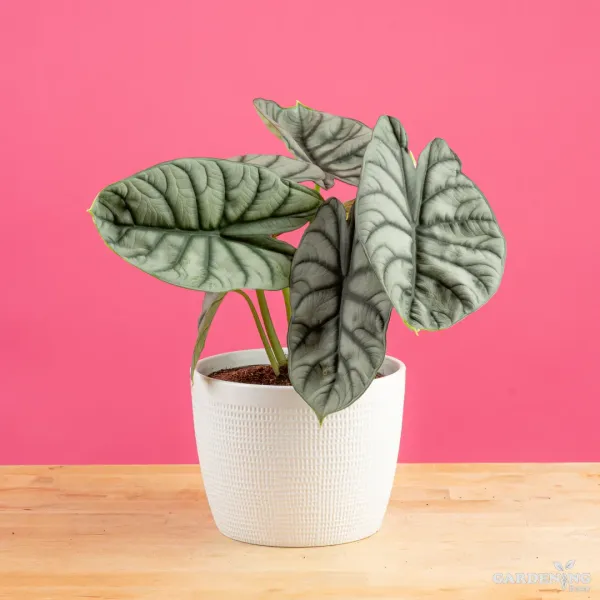 Silver Dragon Alocasia