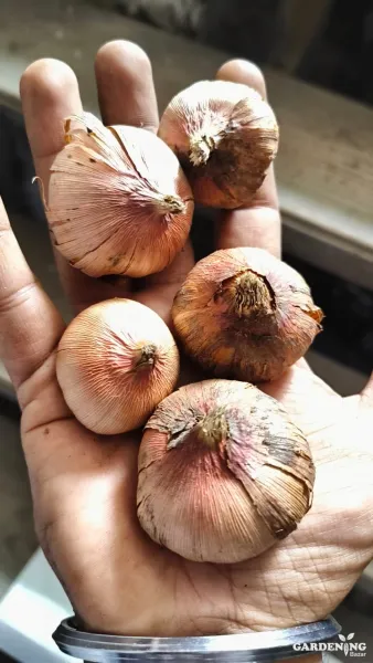 Gladiolus Mix 12 Bulbs
