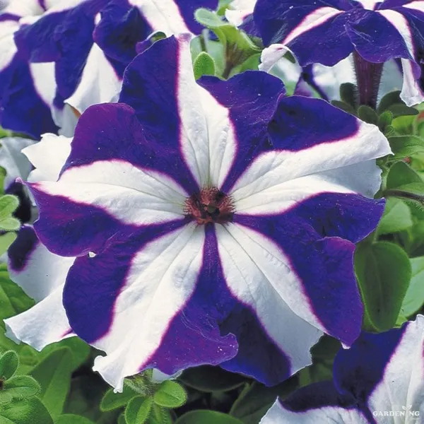 Petunia Tritunia Star Mix Qty(10)