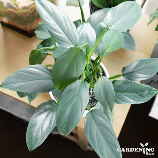 Silver Sword Philodendron