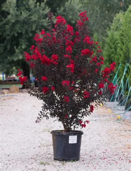 Lagerstroemia Black Diamond Red