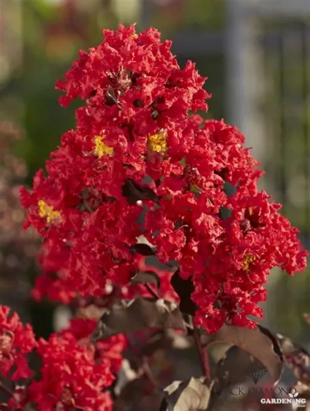 Lagerstroemia Black Diamond Red