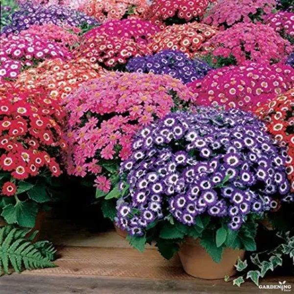 Premium Winter Flower Seeds Combo [Cineraria(10), Gazania(10), Petunia(10) & Marigold(5)]