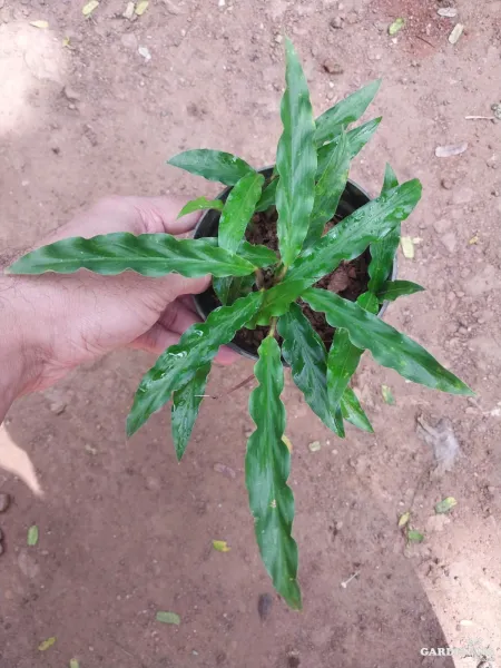 Calatheas Combo Of 6