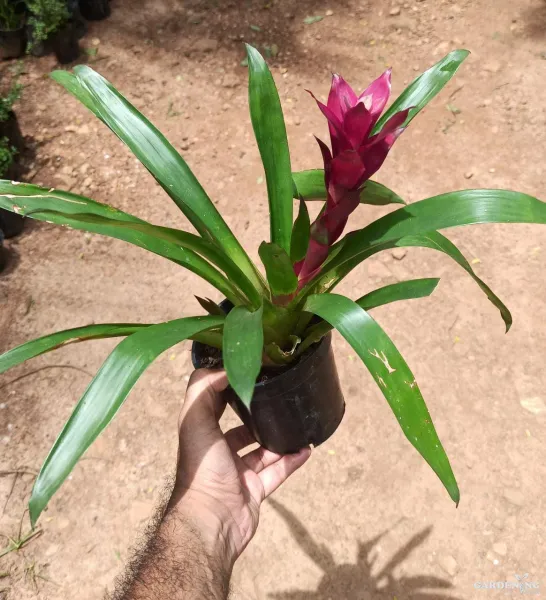 Bromeliads