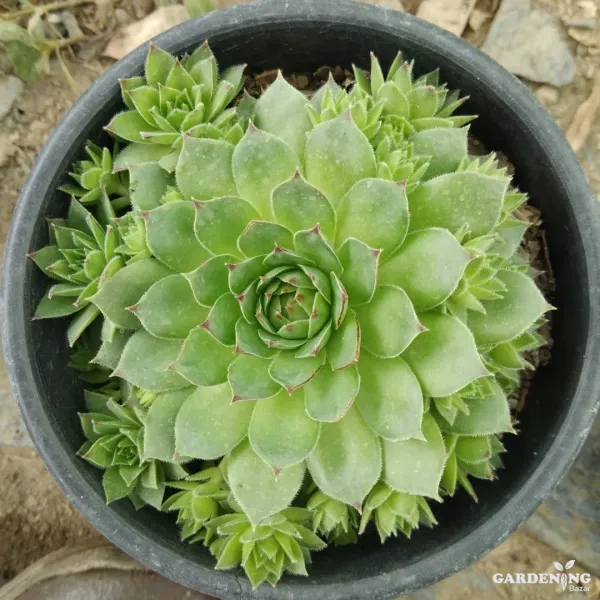 Mini Succulent Combo Of 3 Plants (Jade plant, Lakshmi Kamal, Variegated String Of Pearls)