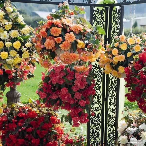 Begonia Thy Illumination Mix Qty(05)