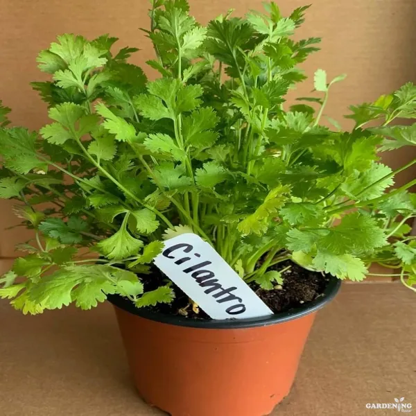 Coriander Seeds (Dhaniya) Qty (150-200)