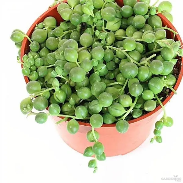 Mini Succulent combo of 4 Plants (Varigated baby sun rose, String of pearls, Turtle Wine, Crassula)