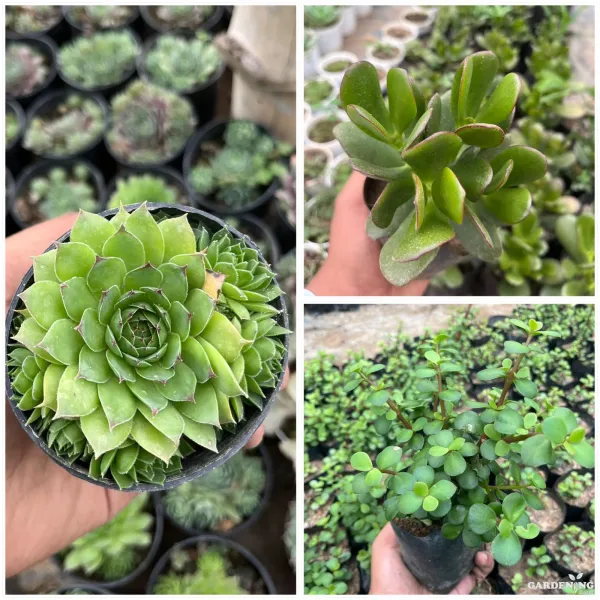 Succulent combo of 3 Vastu Plants ( Crassula ovata, Laxmi Kamal, Jade Plant)