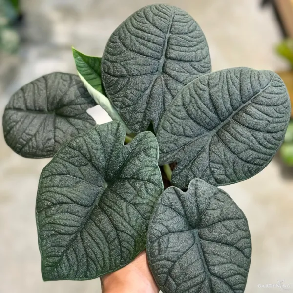 Melo (Aglaonema melo)