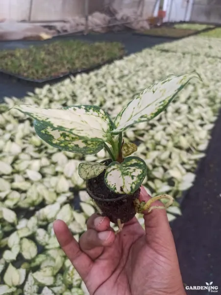 Aglaonema Super White