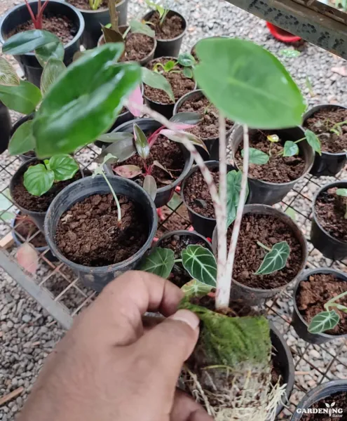 Alocasia Zebrina