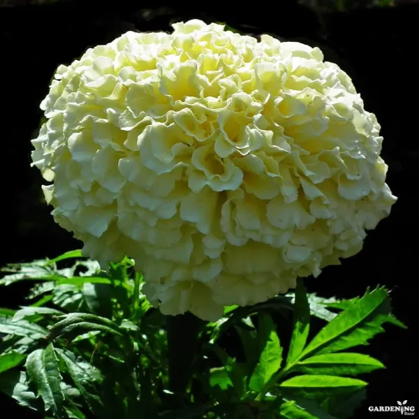 Premium Winter Flower Seeds Combo [A.Marigold White Gold(10), Mesembryathemum Icy Mix (Ice Plant)(10), Verbena Obsession Formula Mix(10), Bellis Tasso Mix(10)]