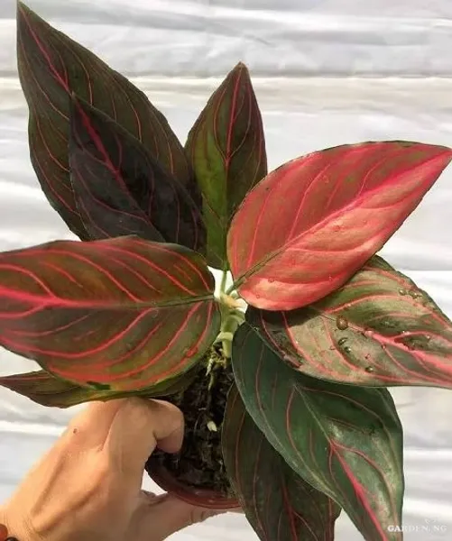 Aglaonema Red Vein