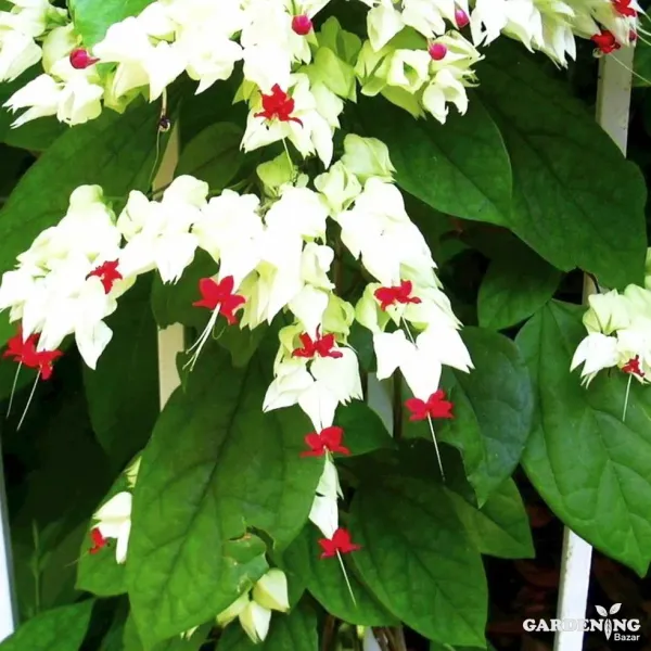 Bleeding Heart Flower
