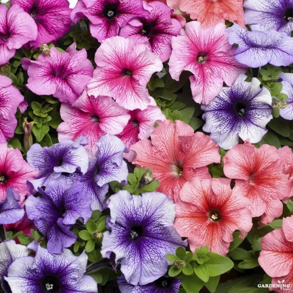 Petunia Tritunia Star Mix Qty(10)